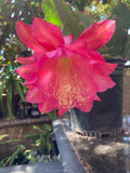 25+ FRESH SEEDS Epiphyllum Orchid Cactus MYSTERIAN x KING MIDAS free shipping Orchids