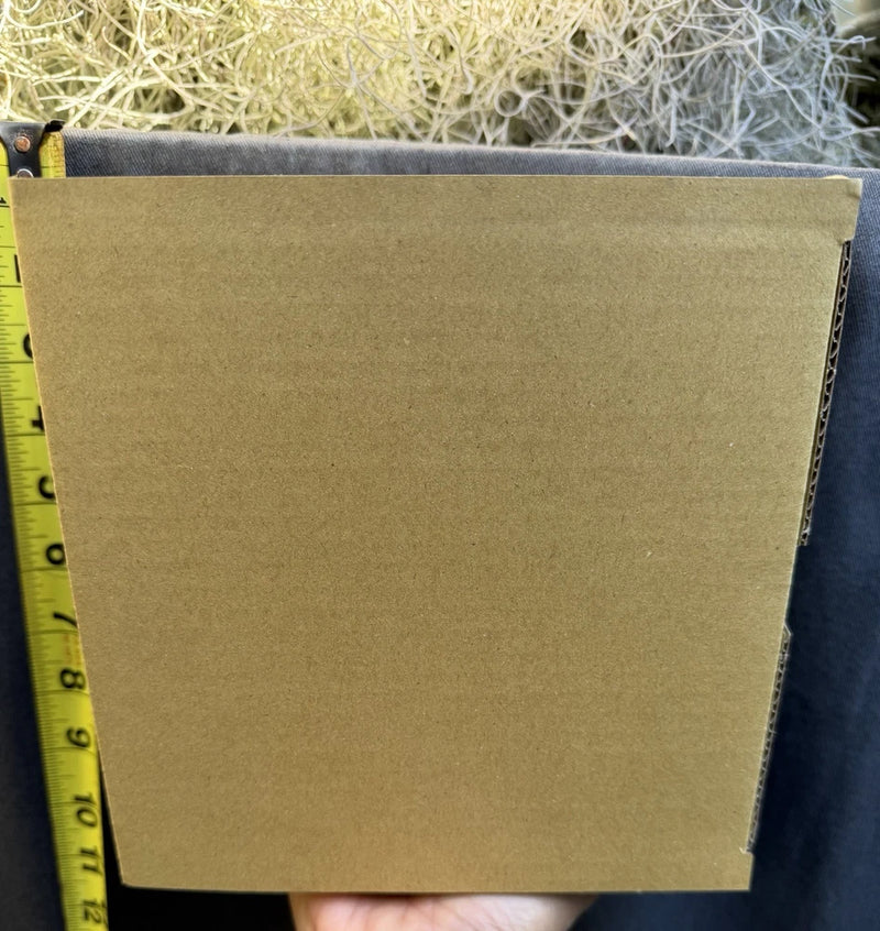 Mystery box of five miniatures (seller's choice) perfect for vivariums Orchids
