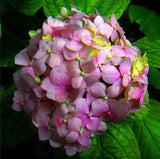 20 SEEDS for Pink Green HYDRANGEA RARE flower exotic bush plant USA Seller 15B Hydrangea