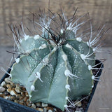 D1972 ASTROPHYTUM CAPRICORNE pot10-H9-W11 cm MaMa Cactus Green Plant