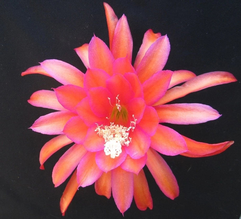 Orchid cactus flower with bright pink and orange star-shaped petals