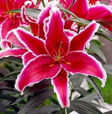 20 SEEDS for Crimson Red LILY RARE flower exotic home garden plant USA Seller Flowering Plants