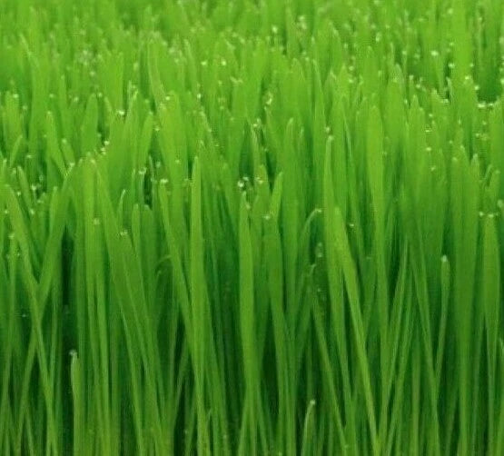 CAT GRASS SEEDS 50+ CAT WHEAT GRASS indoor PLANT GARDEN kitty MEOW FREE SHIPPING Garden Plants