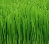 CAT GRASS SEEDS 50+ CAT WHEAT GRASS indoor PLANT GARDEN kitty MEOW FREE SHIPPING Garden Plants