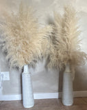 2 Preserved Pampas Grass Stems Arrangement in White Ceramic Vases Pampas Grass