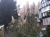 Photo A2 Pampas grass on Lyttelton Road, Hampstead Garden Suburb Finchle c2021 Pampas Grass