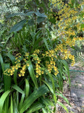 Yellow Dancing Lady Orchid, healthy clump from mother plant Orchids