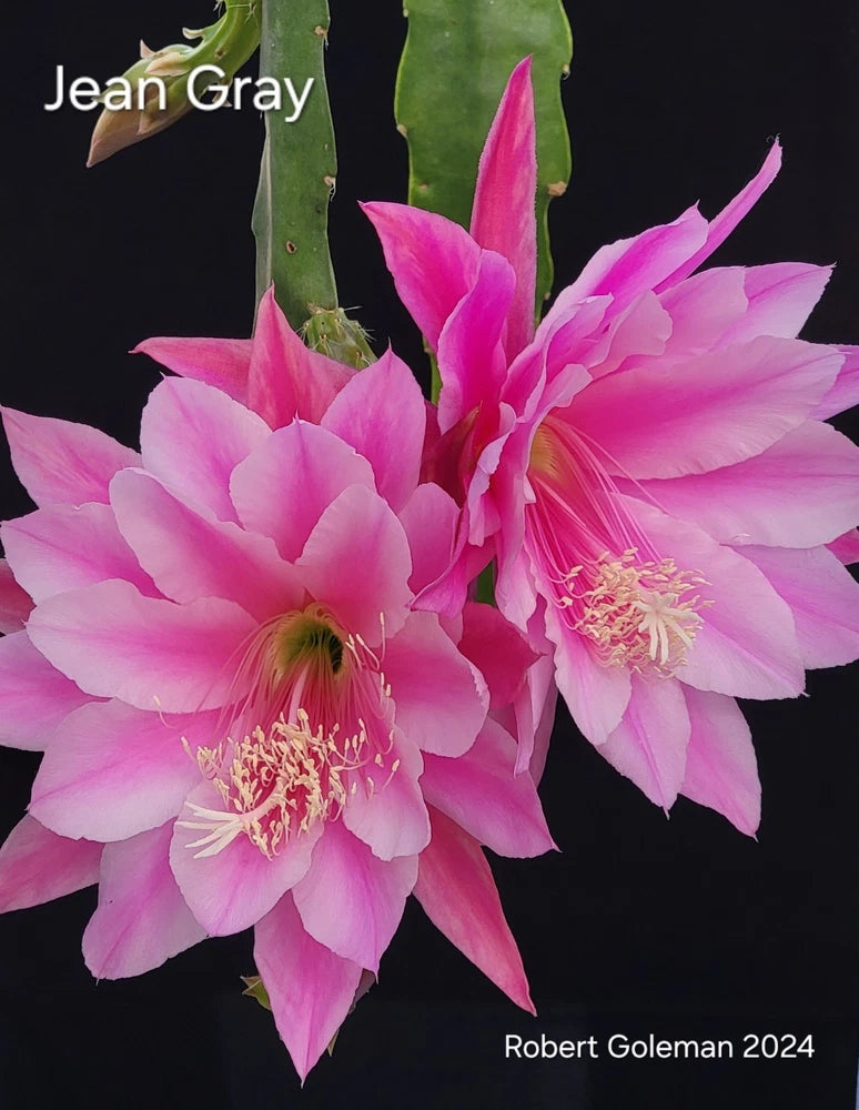 Orchid cactus cutting with vibrant pink, layered blooms on a green stem