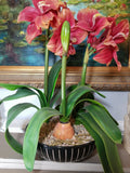 21"  Amaryllis or Lily Artificial Plant w/Clay Pot -Brawn/white stirpes Green Plant