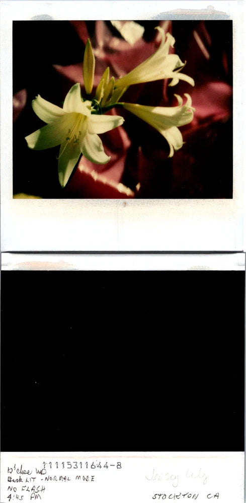 Polaroid-style found photo of white lily blossoms