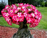 Set 2 Pink Desert Rose Live Starter Plants - Ship No Pot - Adenium Obesum Plant Flowering Plants