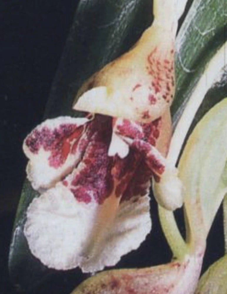 Orchid plant with speckled white and purple blooms