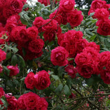 100 Red Rose Seeds Mixed Colors Rare Climbing Rose Flower Exotic Garden Plant Garden Plants
