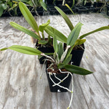 (George King x Chia) ÔPumpkinÕ X (Spanish Eyes x Lakeland) ÔBlood OrangeÕ 4Ó Pot Orchids