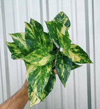Golden Pothos Orchids