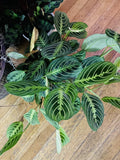 Maranta leuconeura Plant Orchids