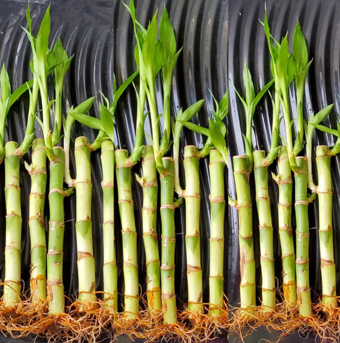10 Lucky Bamboo Plants 6 inches with Gold Wire, Home Decor, Office Decor Green Plant