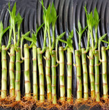 10 Lucky Bamboo Plants 6 inches with Gold Wire, Home Decor, Office Decor Green Plant