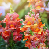 1000+ Rocket Bronze Snapdragon Seeds for Garden Planting - USA - FREE SHIPPING! Garden Plants