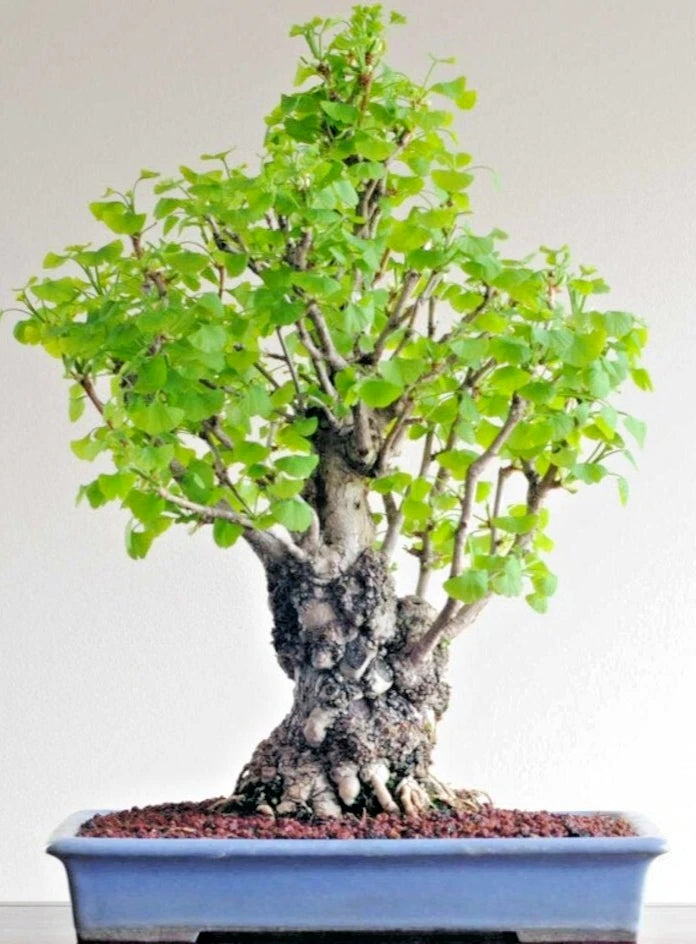 BONSAI-GINKGO BILOBA rare yellow flowering tree china exotic plant seed 12 seeds Orchids