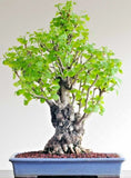BONSAI-GINKGO BILOBA rare yellow flowering tree china exotic plant seed 12 seeds Orchids
