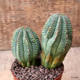 D7713 EUPHORBIA INFAUSTA pot9-H11-W10 cm MaMa Cactus Green Plant