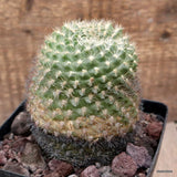 D3420 WEINGARTIA NEOCUMINGII pot12-H12-W10 cm MaMa Cactus Green Plant
