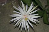 (12) Unrooted CUTTINGS ~Hookeri Strictum~ Epiphyllum Orchid Cactus Succulents Orchids