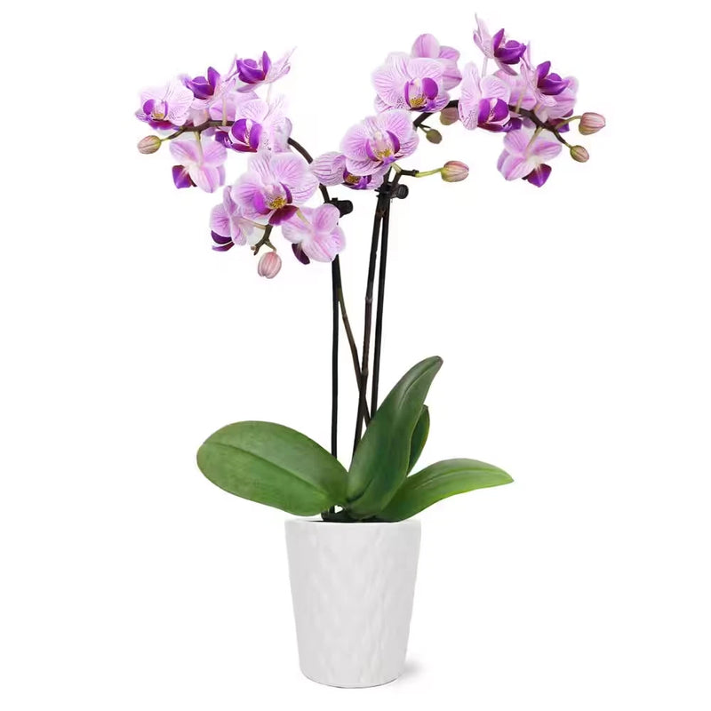 Orchid (Phalaenopsis) Mini Pink Plant in 2-1/2 In. White Ceramic Pottery Orchids