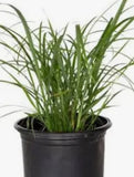 BUY 1 GET 1 FREE ! ! - Feather Reed Grass Live Plant Karl Foerster 1-2 Feet Tall Green Plant