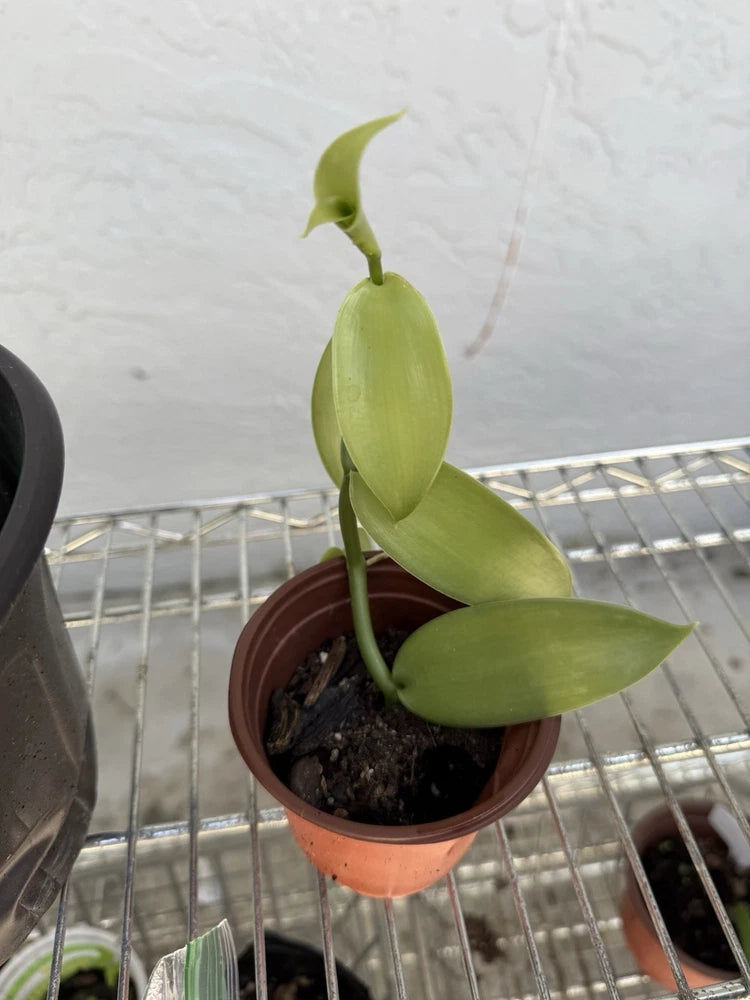 Rooted vanilla orchid starter plant in small terracotta pot with green leaves