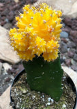 Gyncocaleum Mihanovichii Friedrichii 'Moon Cactus' 'Yellow', Comes in a 2.5" Pot Flowering Plants