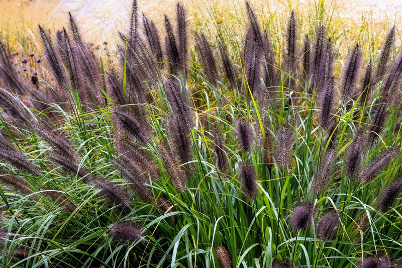 10 Dwarf BLACK FOUNTAIN GRASS Pennisetum Alopecuroides Viridescens Hardy Ornamen Pampas Grass