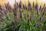 10 Dwarf BLACK FOUNTAIN GRASS Pennisetum Alopecuroides Viridescens Hardy Ornamen Pampas Grass