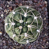 D1096 GYMNOCALYCIUM DENUDATUM pot10-H4-W7 cm MaMa Cactus Green Plant