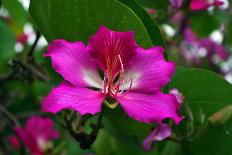 Bauhinia Purpurea, PURPLE ORCHID TREE exotic flower bonsai plant  seed 15 seeds Orchids
