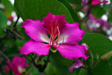 Bauhinia Purpurea, PURPLE ORCHID TREE exotic flower bonsai plant  seed 15 seeds Orchids