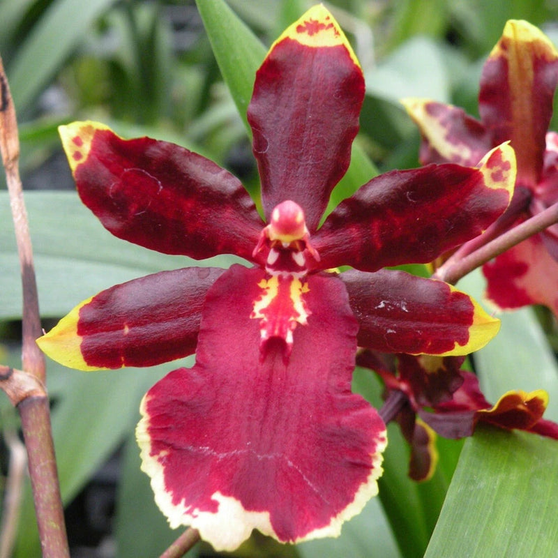 Red orchid flower with yellow-edged petals and dark centers, live plant