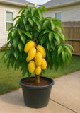Grafted Valencia Pride Mango Tree Ð Live Tropical Fruit Tree Ð NO CA Green Plant