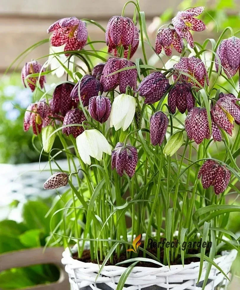 100 Seeds Fritillaria Meleagris Snake's Head Fritillary Leper Lily Lazarus Bell Lily