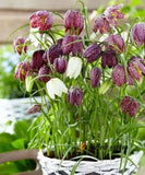 100 Seeds Fritillaria Meleagris Snake's Head Fritillary Leper Lily Lazarus Bell Lily