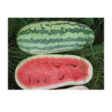 Giant Jubilee Watermelon Seeds for Planting | Non-GMO | Heirloom Garden Seed USA Garden Plants