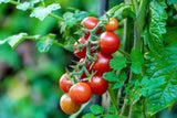 3 CHERRY TOMATO POTTED STARTER PLANTS in 2" pots...SHIPS FREE!!! Garden Plants