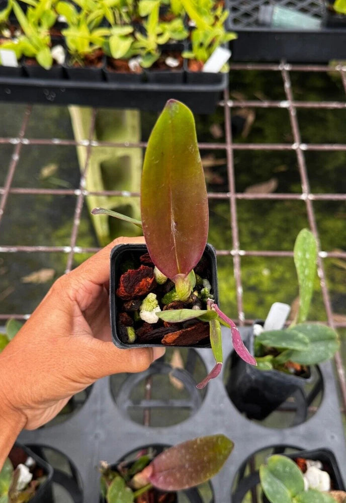 Potted orchid plant with upright purple bud, in small black nursery pot