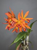Cattleya Hybrid - (Sic. Kagaribi Dawn x Epc. Kyoguchi) Orchids