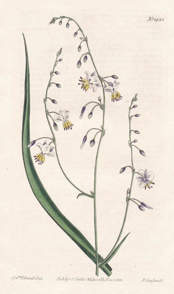 Vintage botanical lily flower engraving with pale petals and delicate leaves on cream paper