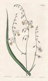 pale vanilla lily flower botany botany engraving copperplate Curtis 1421 Lily