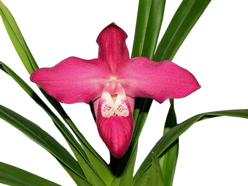 Pink and magenta orchid flower with green leaves