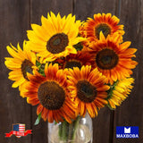 Fresh! Sunflower Seeds Non-GMO Sunflower