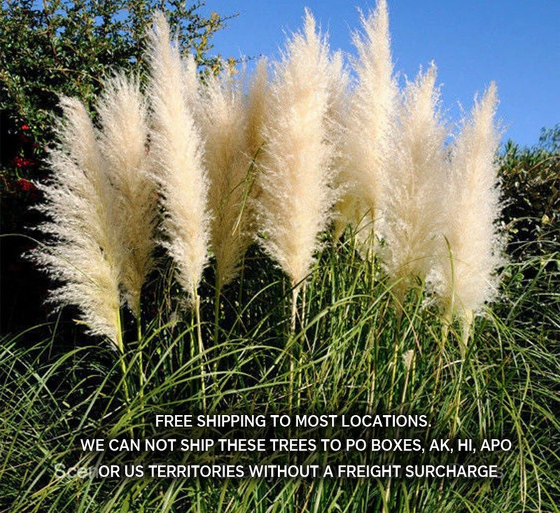 White Pampas Grass Plants - Cortaderia Selloana - Potted Fully Rooted Live Clump Pampas Grass